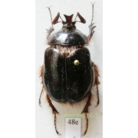 Pleocoma badia hirsuta Davis 1934 male 25mm USA48e